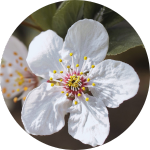 Sierboom kopen | Sierkers | Prunus Accolade | Gardline